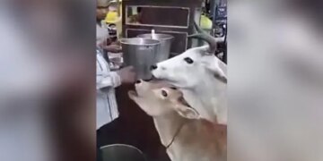 WATCH: Cow And Calf Eat Gol Gappe Pani Puri In Uttar Lucknow Pradesh