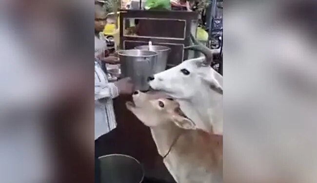 WATCH: Cow And Calf Eat Gol Gappe Pani Puri In Uttar Lucknow Pradesh