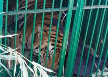 Kerala: Tiger Finally Imprisoned In A Cage After Many Days Of Sleeping People