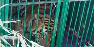Kerala: Tiger Finally Imprisoned In A Cage After Many Days Of Sleeping People