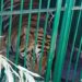Kerala: Tiger Finally Imprisoned In A Cage After Many Days Of Sleeping People