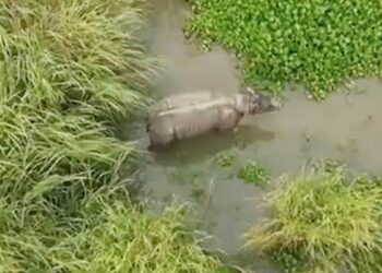 The Rhino, Which Had An Accident In Assams Kaziranga Truck, Is Healthy, CM Shares Video