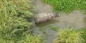 The Rhino, Which Had An Accident In Assams Kaziranga Truck, Is Healthy, CM Shares Video