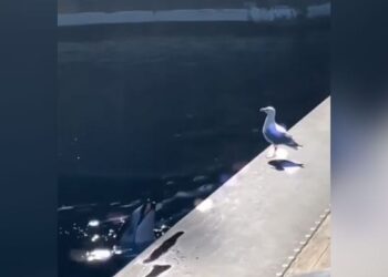 Dolphin Viral Video: Dolphin Was Seen Luring The Bird By Showing It To Fish