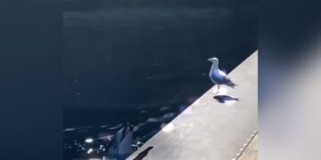 Dolphin Viral Video: Dolphin Was Seen Luring The Bird By Showing It To Fish