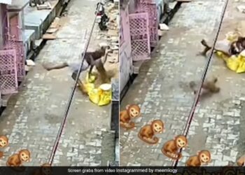 Monkey Jumped On The Man He Fell Down Then This Happened Next You Will Not Believe Watch Viral Video