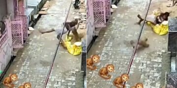 Monkey Jumped On The Man He Fell Down Then This Happened Next You Will Not Believe Watch Viral Video