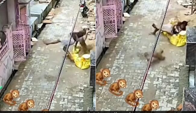 Monkey Jumped On The Man He Fell Down Then This Happened Next You Will Not Believe Watch Viral Video