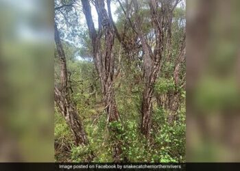 If You Consider Yourself To Be The Smartest, Then In 4 Minutes Find A Snake In This Picture