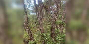 If You Consider Yourself To Be The Smartest, Then In 4 Minutes Find A Snake In This Picture