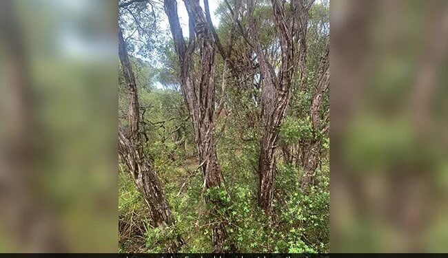 If You Consider Yourself To Be The Smartest, Then In 4 Minutes Find A Snake In This Picture