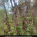 If You Consider Yourself To Be The Smartest, Then In 4 Minutes Find A Snake In This Picture