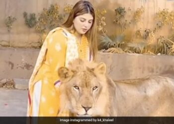 The Girl Was Caressing Her Head Standing In Front Of The Lion, Then The Lion Did Something That Would Startle