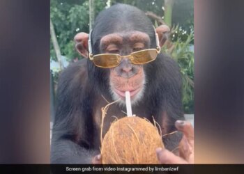 Chimpanzee Flaunts Yellow Sunglasses While Enjoying Coconut Water Watch Viral Video – चिंपैंजी ने पहना पीले रंग का चश्मा, मुंह में स्ट्रॉ लगाकर पीने लगा नारियल पानी, लोग बोले
