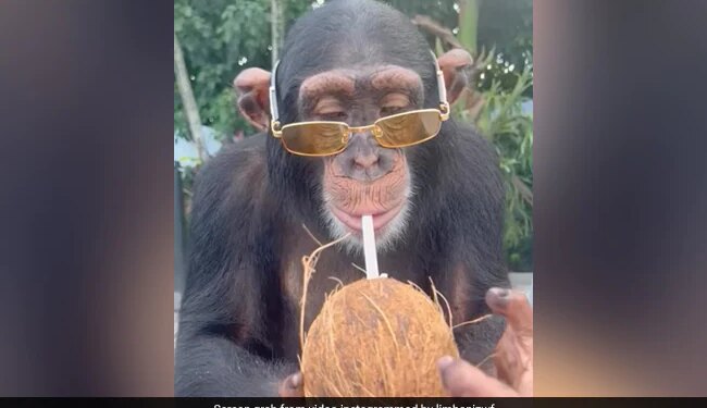 Chimpanzee Flaunts Yellow Sunglasses While Enjoying Coconut Water Watch Viral Video – चिंपैंजी ने पहना पीले रंग का चश्मा, मुंह में स्ट्रॉ लगाकर पीने लगा नारियल पानी, लोग बोले