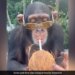 Chimpanzee Flaunts Yellow Sunglasses While Enjoying Coconut Water Watch Viral Video – चिंपैंजी ने पहना पीले रंग का चश्मा, मुंह में स्ट्रॉ लगाकर पीने लगा नारियल पानी, लोग बोले