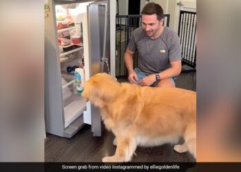 Man Teaches His Pet Dog To Open A Fridge What Happens Next You Will Not Believe See Viral Video