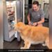 Man Teaches His Pet Dog To Open A Fridge What Happens Next You Will Not Believe See Viral Video
