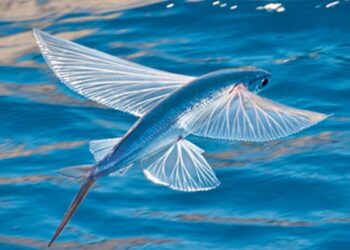 Video Of Fish Flying In The Air Over Water Is Going Viral On Social Media