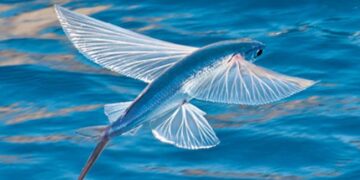 Video Of Fish Flying In The Air Over Water Is Going Viral On Social Media
