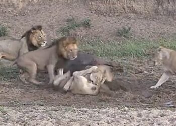 Watch Lioness Fighting Video: Video Of Lionesses Fighting Among Themselves Leaving Buffalo Viral On Social Media