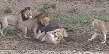 Watch Lioness Fighting Video: Video Of Lionesses Fighting Among Themselves Leaving Buffalo Viral On Social Media
