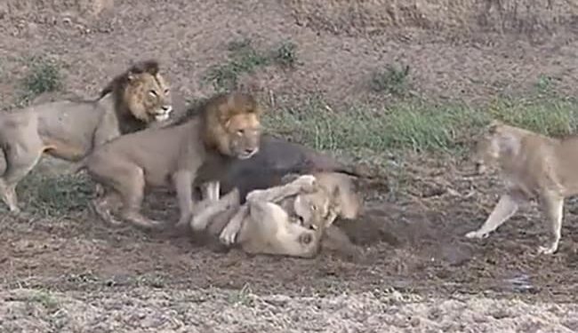 Watch Lioness Fighting Video: Video Of Lionesses Fighting Among Themselves Leaving Buffalo Viral On Social Media