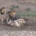 Watch Lioness Fighting Video: Video Of Lionesses Fighting Among Themselves Leaving Buffalo Viral On Social Media