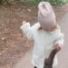 The Squirrel Ran Away After Kissing The Little Girl, People Said – Love Is Priceless, It Is A Game Of Emotions – छोटी बच्ची को Kiss कर भाग गई गिलहरी है, लोगों ने कहा