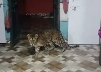 Leopard Enters House Roaming Inside The Rooms Around Person Started Making Video Then This Happened Watch
