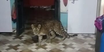 Leopard Enters House Roaming Inside The Rooms Around Person Started Making Video Then This Happened Watch