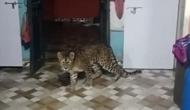 Leopard Enters House Roaming Inside The Rooms Around Person Started Making Video Then This Happened Watch