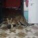 Leopard Enters House Roaming Inside The Rooms Around Person Started Making Video Then This Happened Watch