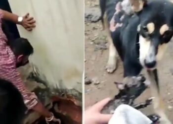Heartwarming Video Of Dog Rescue: Video Of People Rescuing Puppy Is Going Viral On Social Media