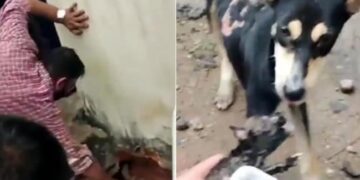 Heartwarming Video Of Dog Rescue: Video Of People Rescuing Puppy Is Going Viral On Social Media
