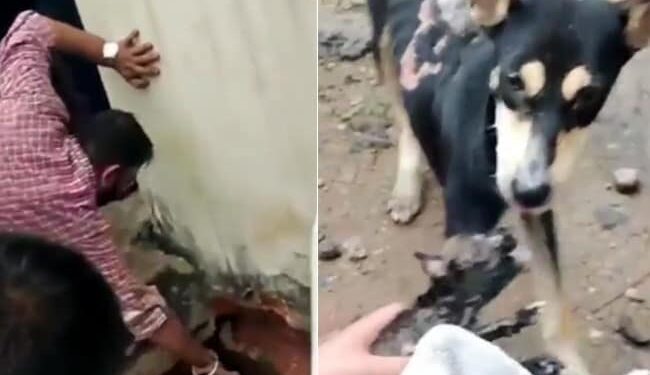 Heartwarming Video Of Dog Rescue: Video Of People Rescuing Puppy Is Going Viral On Social Media