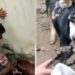 Heartwarming Video Of Dog Rescue: Video Of People Rescuing Puppy Is Going Viral On Social Media