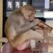 Monkey Drinks Liquor After Snatching It From Customers, People Said – This Is Very Bad – ग्राहकों से छीनकर बन्दर पी जाता है शराब, लोगों ने कहा