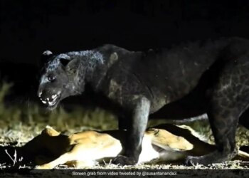 Black Leopard Hunted The Deer Neck Caught By Its Jaw Was Dragging It And Then What Happened Next See Shocking Viral Video