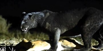 Black Leopard Hunted The Deer Neck Caught By Its Jaw Was Dragging It And Then What Happened Next See Shocking Viral Video