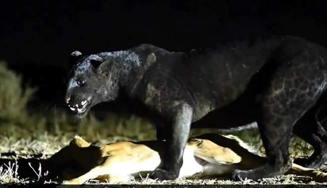 Black Leopard Hunted The Deer Neck Caught By Its Jaw Was Dragging It And Then What Happened Next See Shocking Viral Video