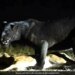 Black Leopard Hunted The Deer Neck Caught By Its Jaw Was Dragging It And Then What Happened Next See Shocking Viral Video