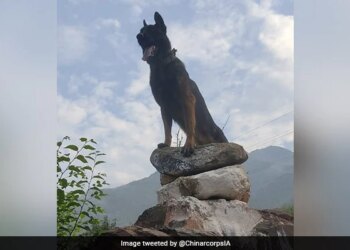 Army Dog Critically Injured During Encounter In J&K: Army Dog Fought Terrorists Even After Being Shot At Twice In Kashmir