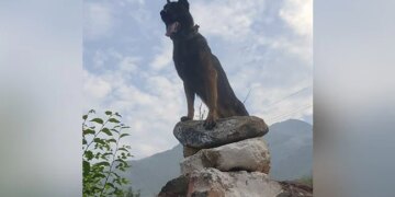 Army Dog Critically Injured During Encounter In J&K: Army Dog Fought Terrorists Even After Being Shot At Twice In Kashmir