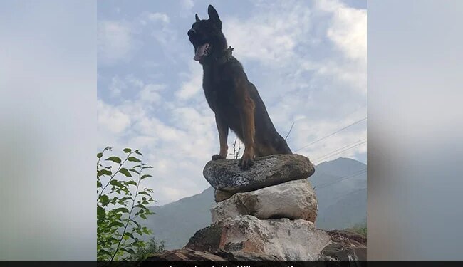 Army Dog Critically Injured During Encounter In J&K: Army Dog Fought Terrorists Even After Being Shot At Twice In Kashmir