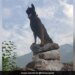 Army Dog Critically Injured During Encounter In J&K: Army Dog Fought Terrorists Even After Being Shot At Twice In Kashmir