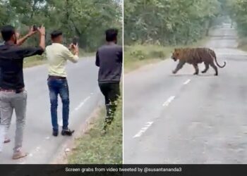 People Try To Click Selfie With Tiger Then What Happened Next In Viral Video From Madhya Pradesh Forest Reserve Watch