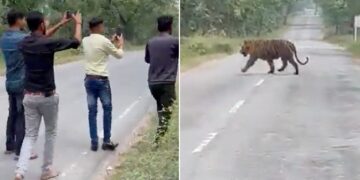 People Try To Click Selfie With Tiger Then What Happened Next In Viral Video From Madhya Pradesh Forest Reserve Watch