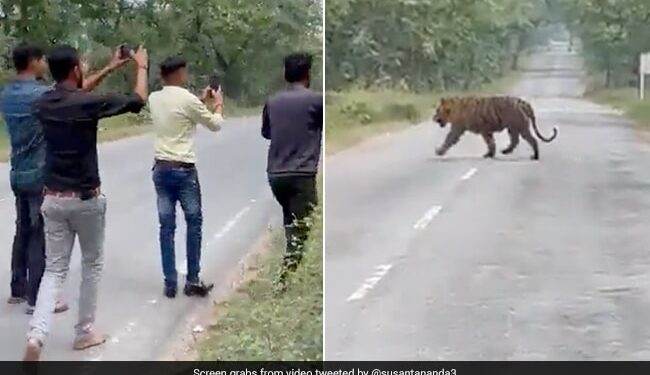 People Try To Click Selfie With Tiger Then What Happened Next In Viral Video From Madhya Pradesh Forest Reserve Watch