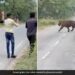 People Try To Click Selfie With Tiger Then What Happened Next In Viral Video From Madhya Pradesh Forest Reserve Watch